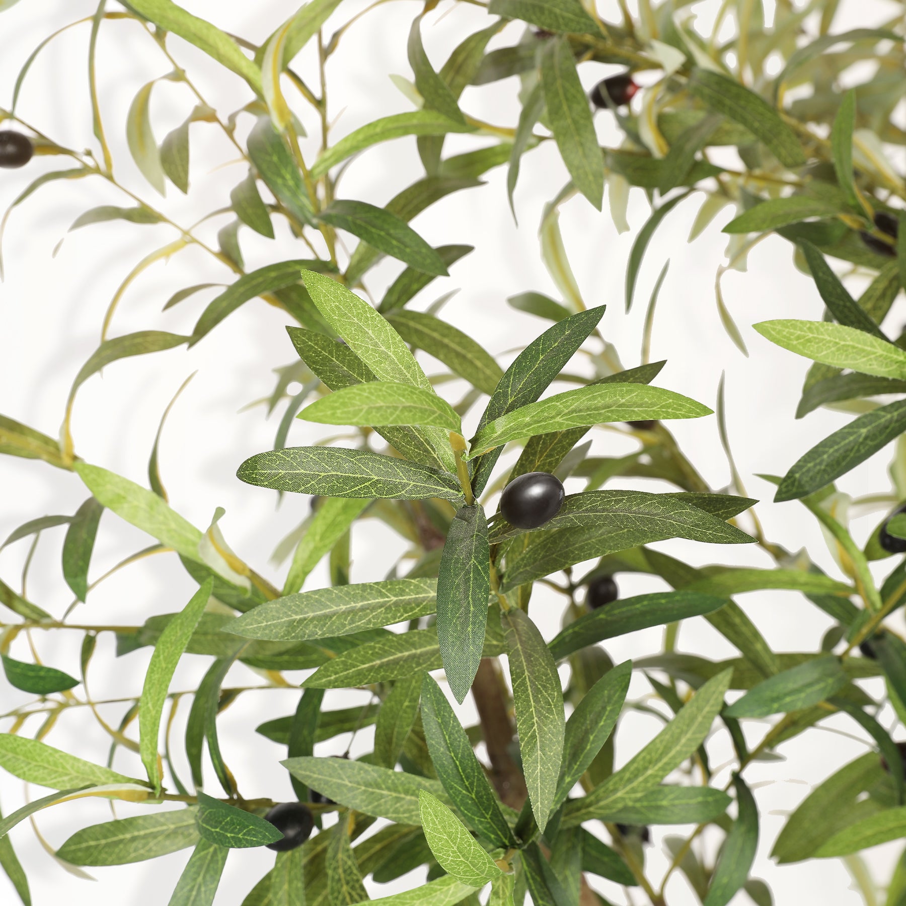 8FT Large Olive Trees Branches